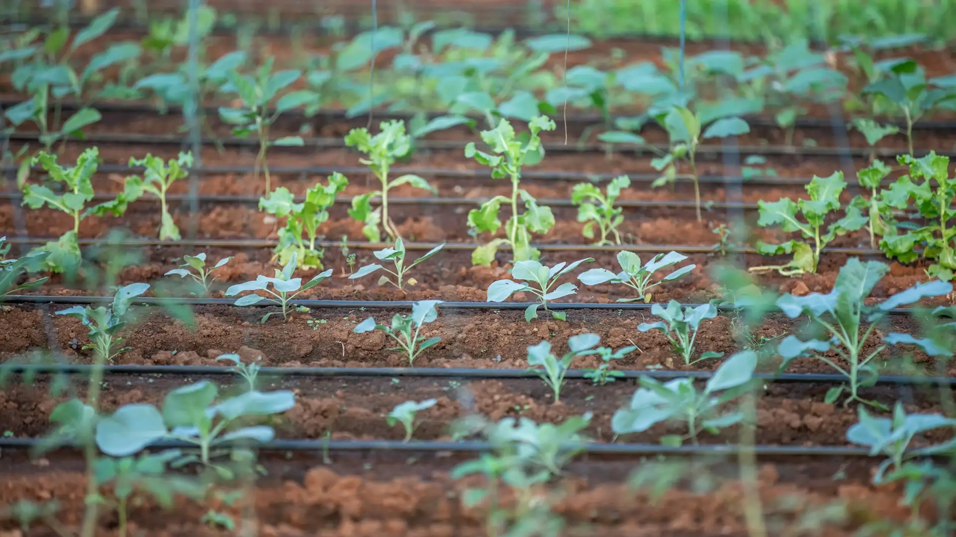 Cultivo en hileras con riego por goteo en una finca de Murcia